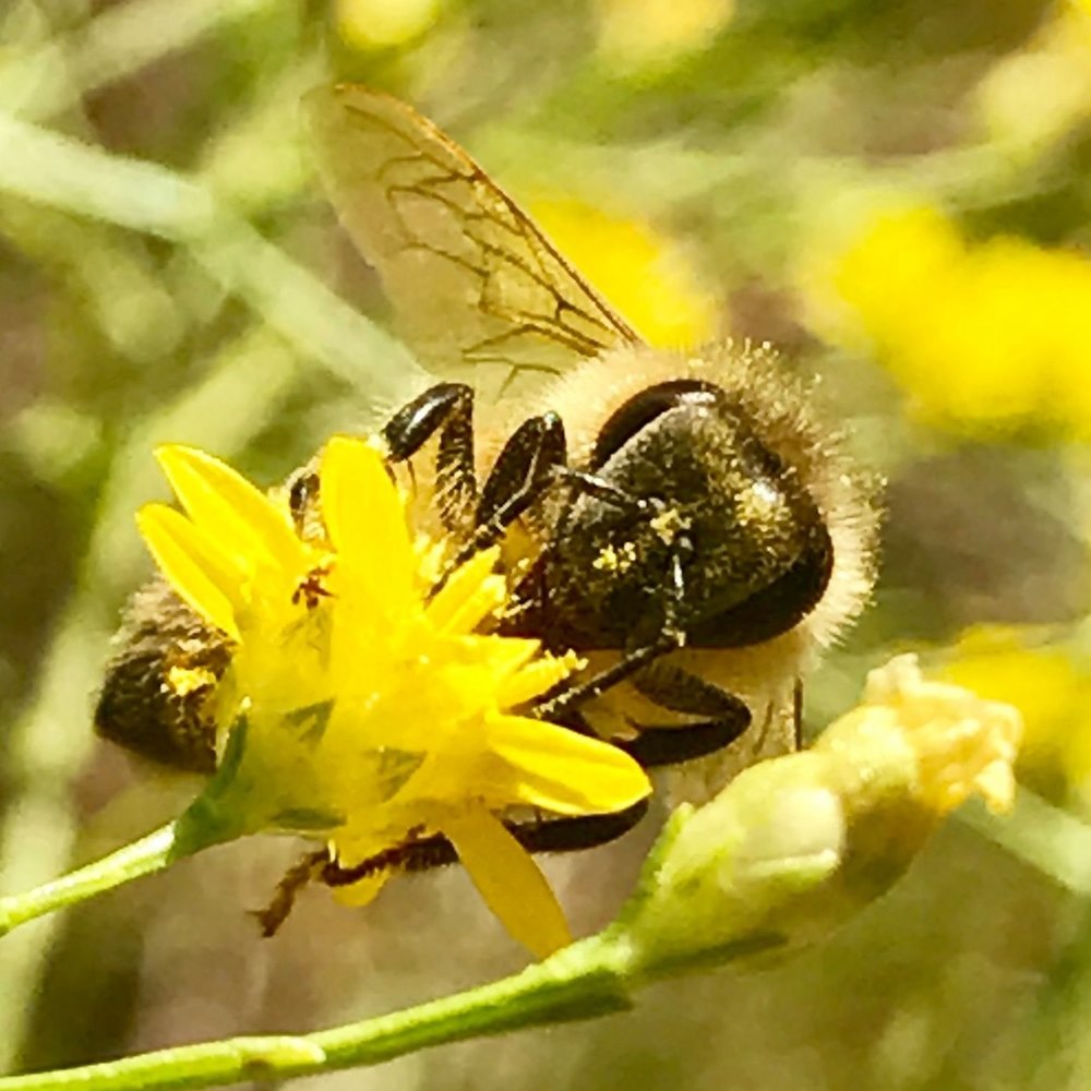 Meet your Posher, Huldra